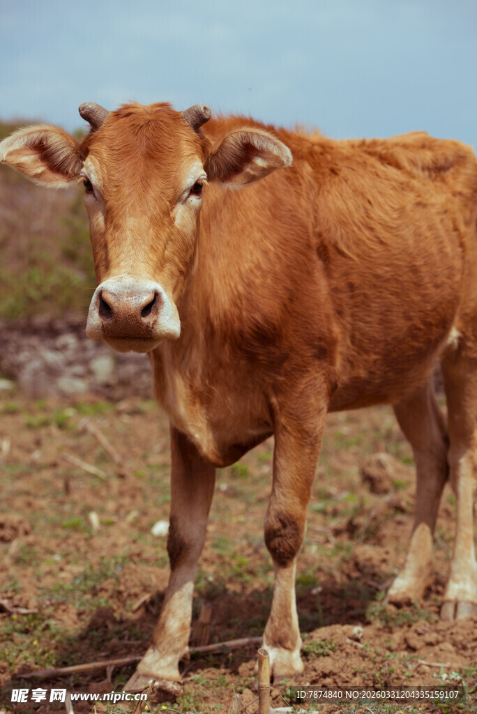 田野中的棕色小牛