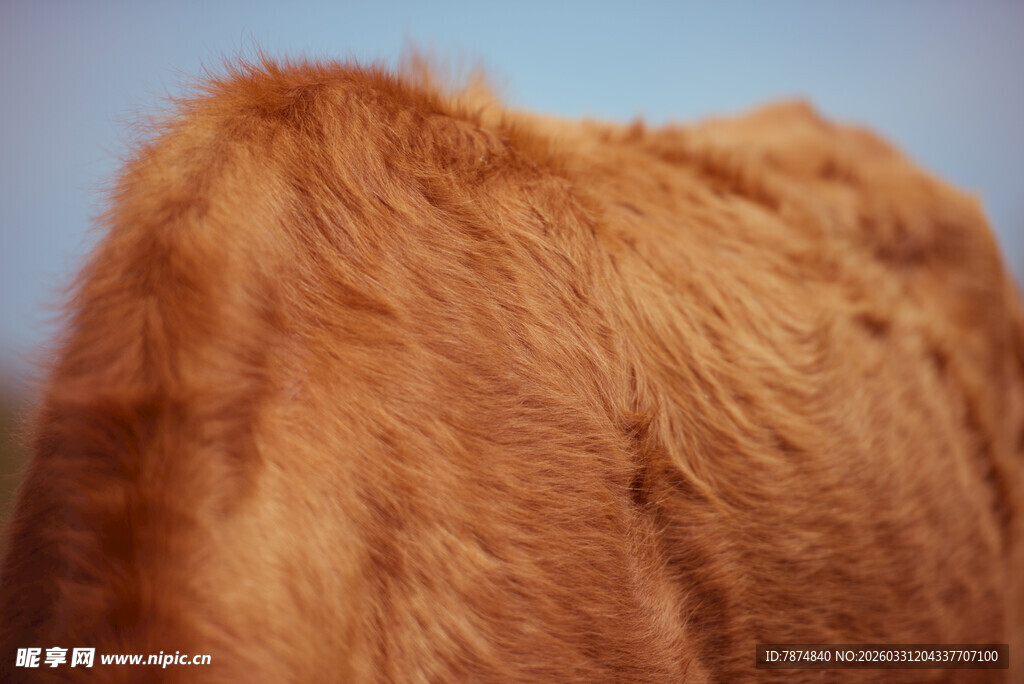 棕色毛绒材质特写