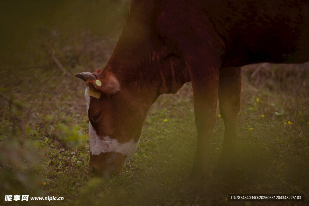 低头吃草的棕色牛