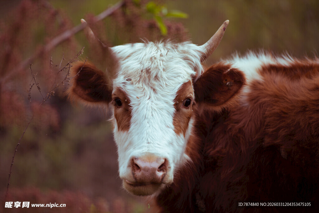 可爱小牛近景特写