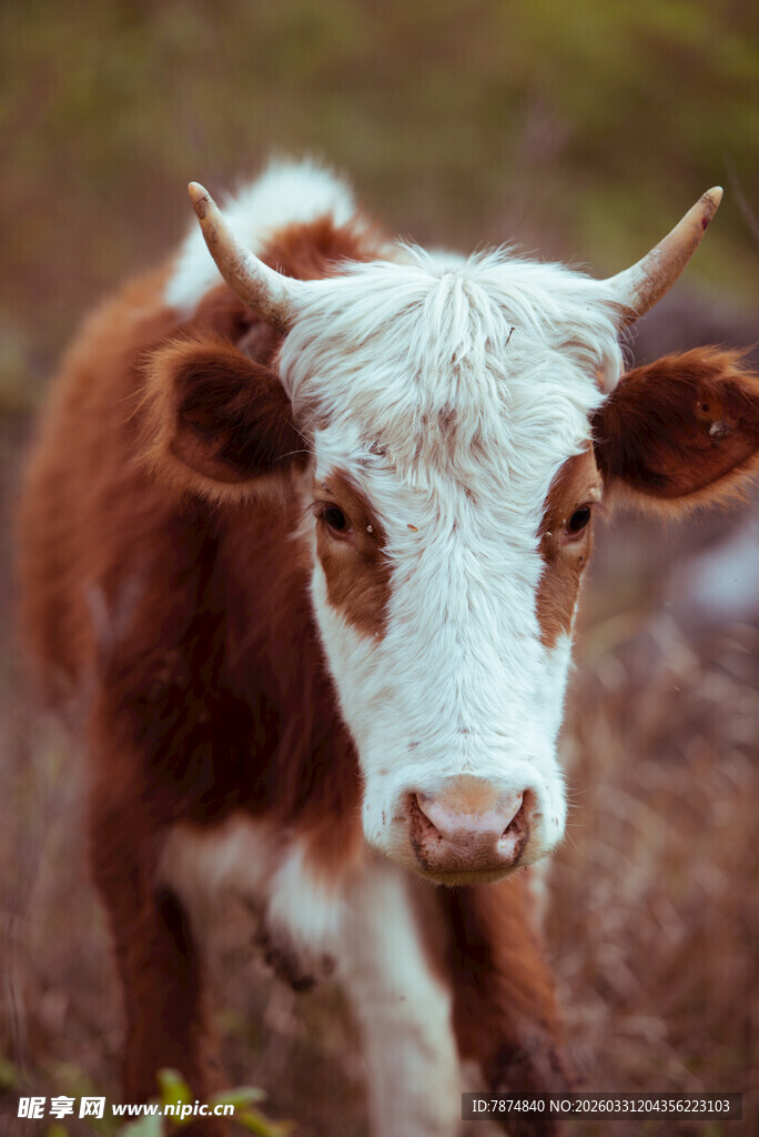 可爱小牛特写