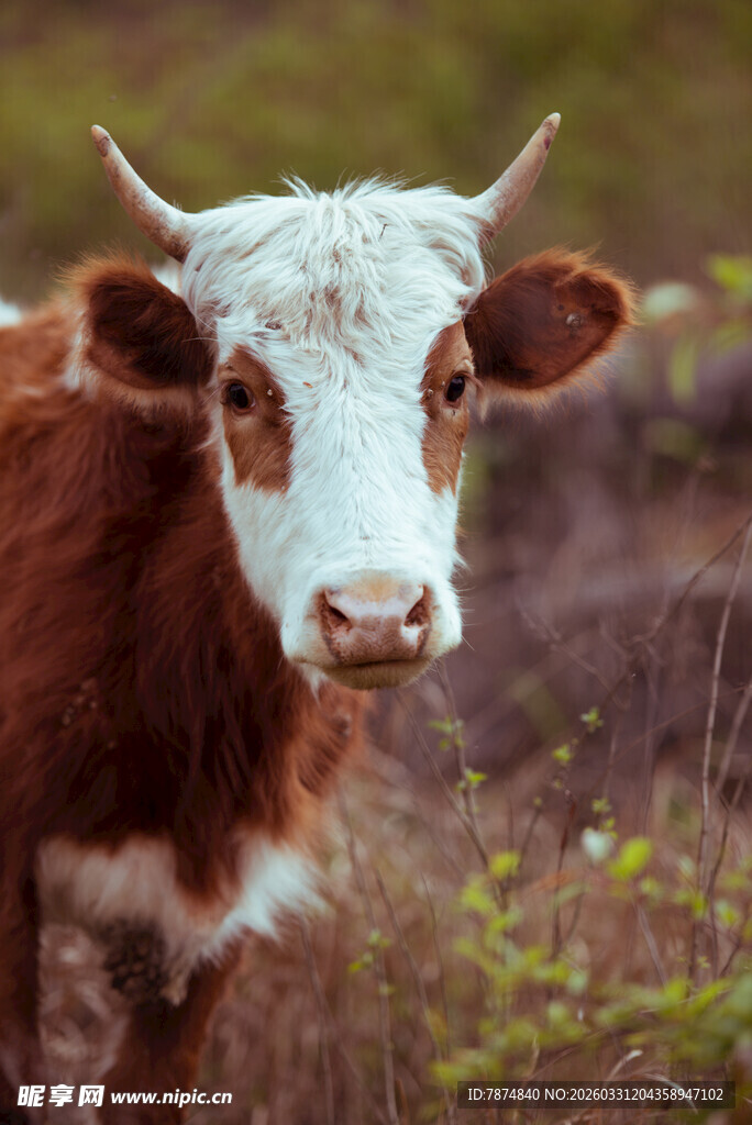 田野中的棕白相间小牛