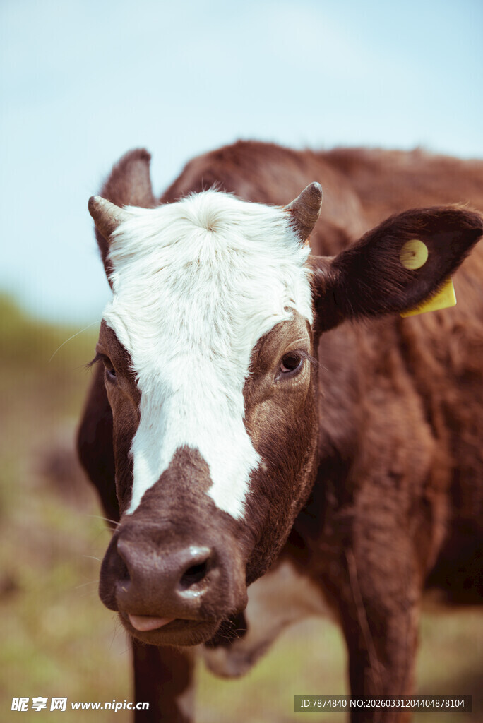 棕色白脸牛特写