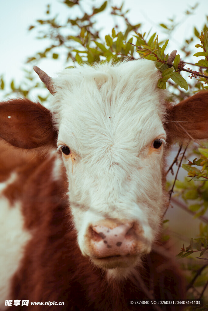 可爱小牛近景特写