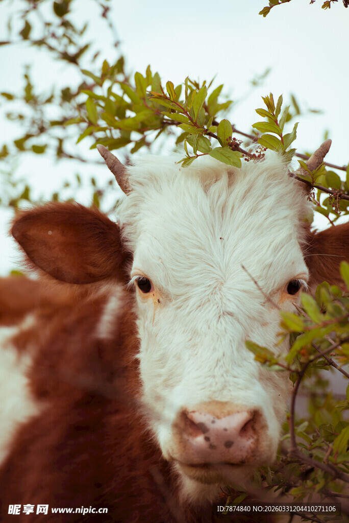 牛探头于枝叶间的可爱瞬间
