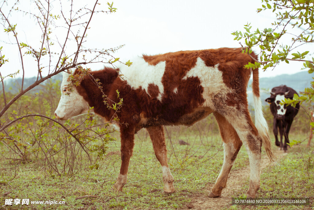田野中的棕白花纹小牛