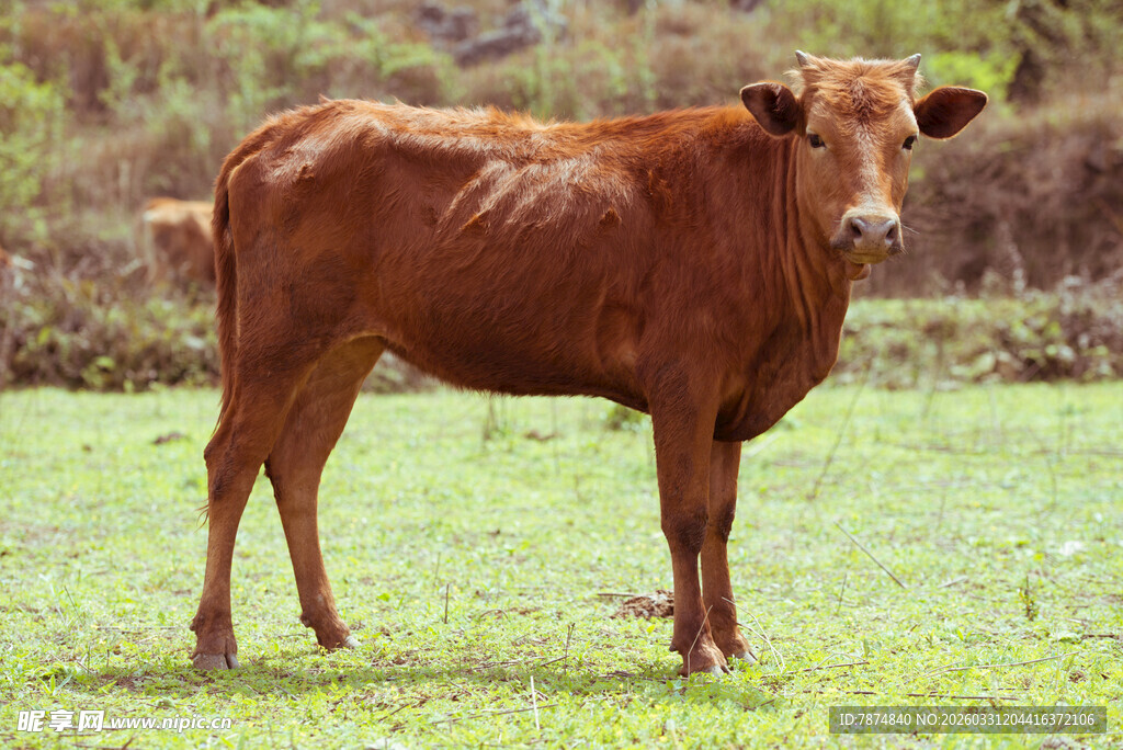 田野中的棕色耕牛