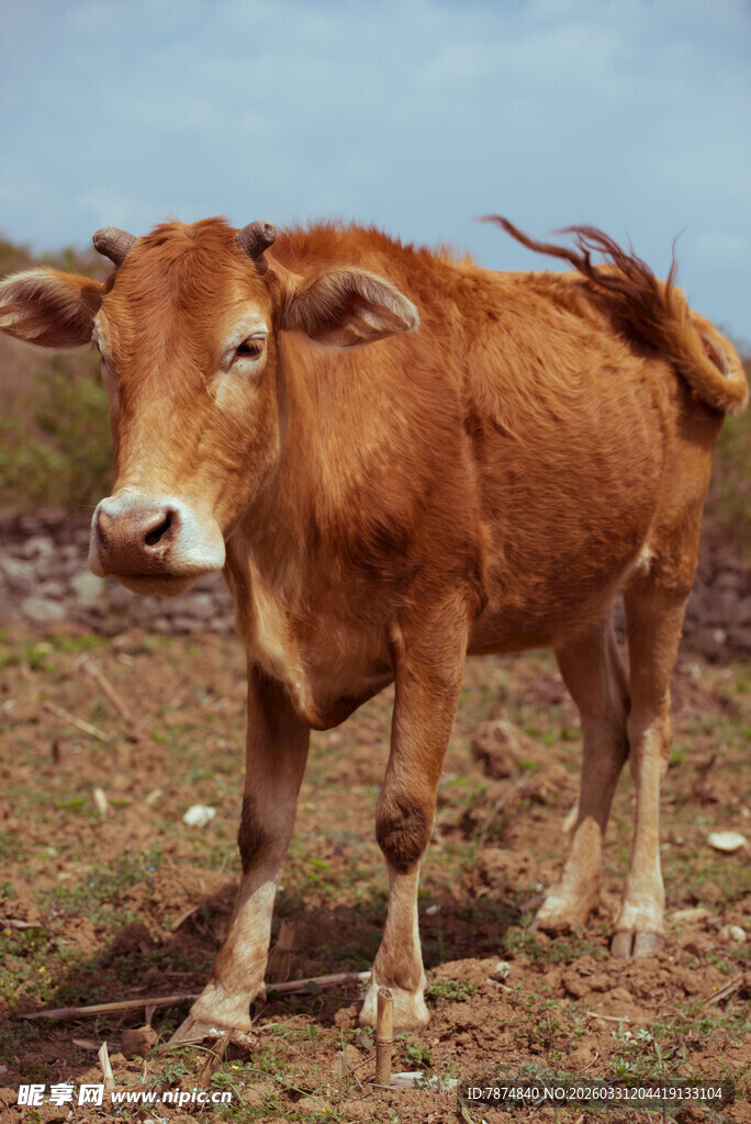 田野中的棕色牛