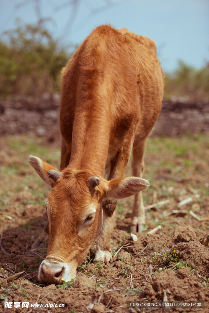 黄牛低头于草地觅食