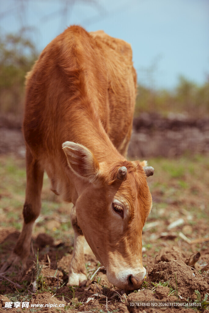 耕地中的黄牛