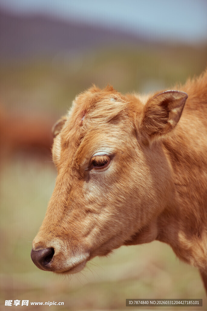 棕色小牛特写