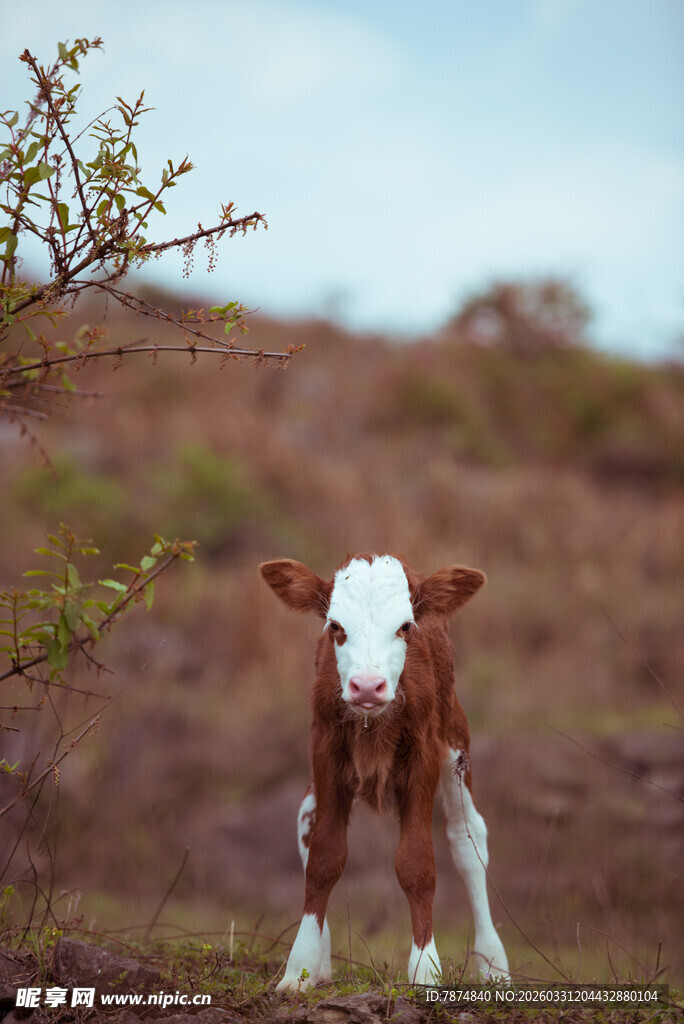 田野中的可爱小牛