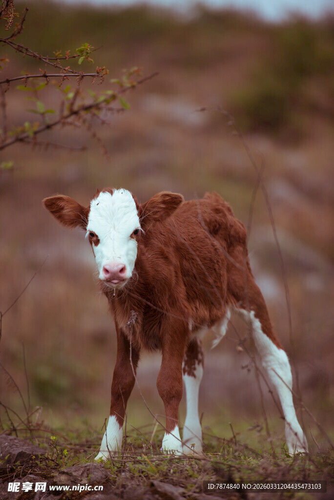 田野中的可爱小牛犊