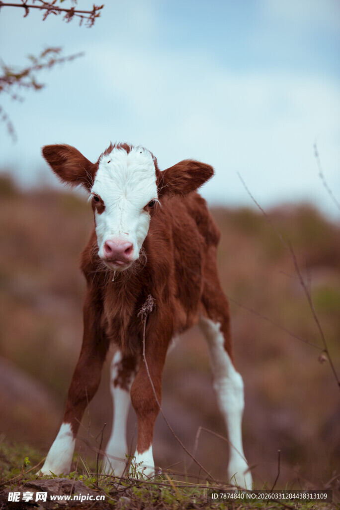 可爱小牛站立于户外草地