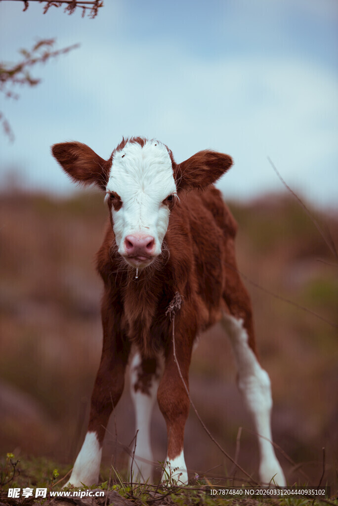 可爱小牛站立于户外草地