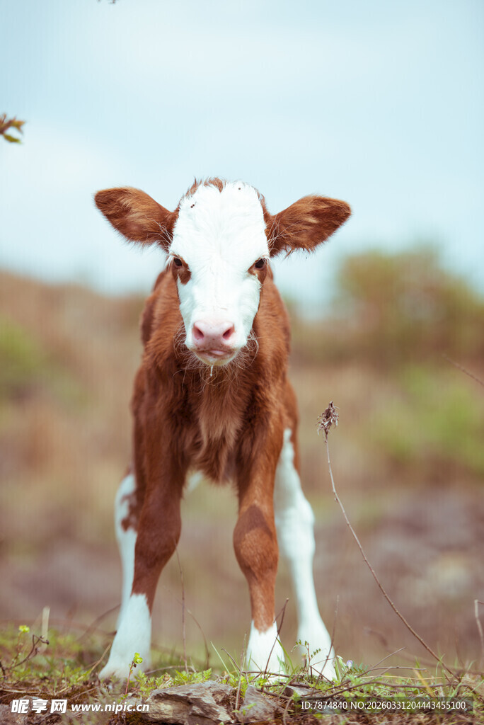 可爱小牛立于草地