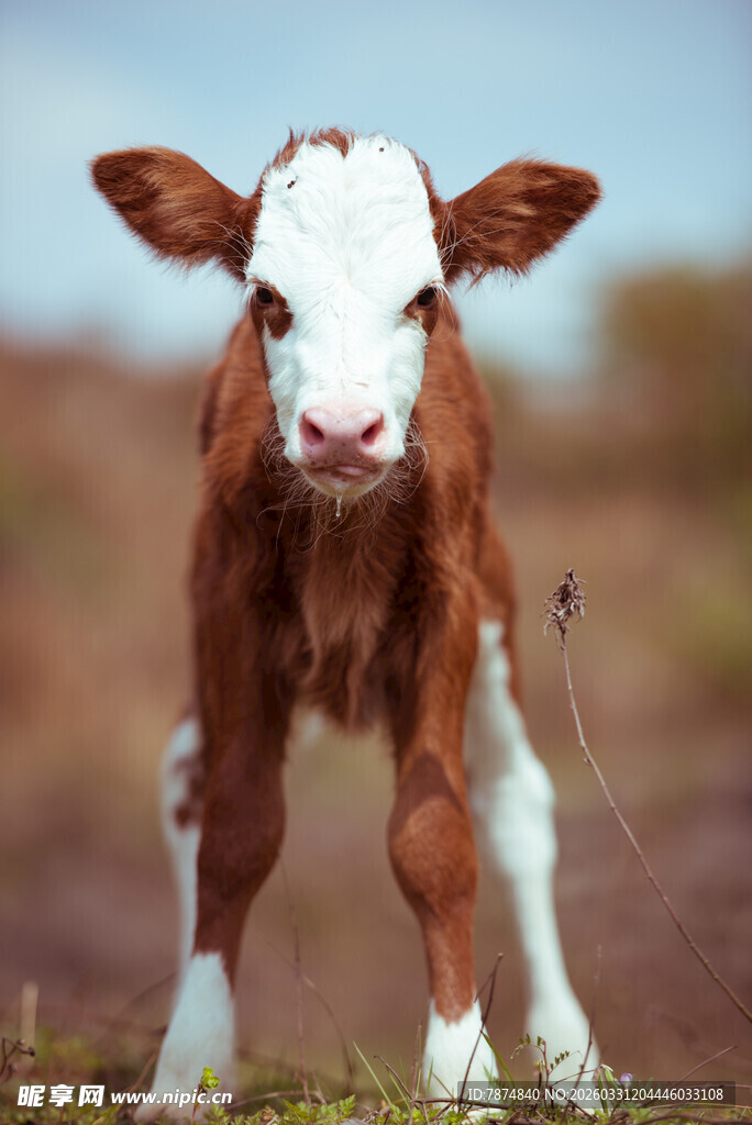 可爱小牛站立于草地
