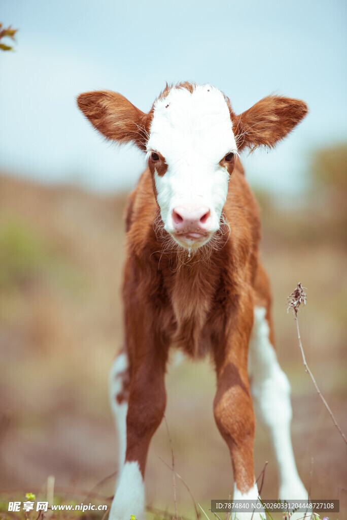 可爱小牛站立于户外