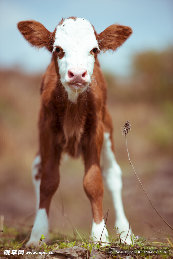 可爱小牛站立于草地