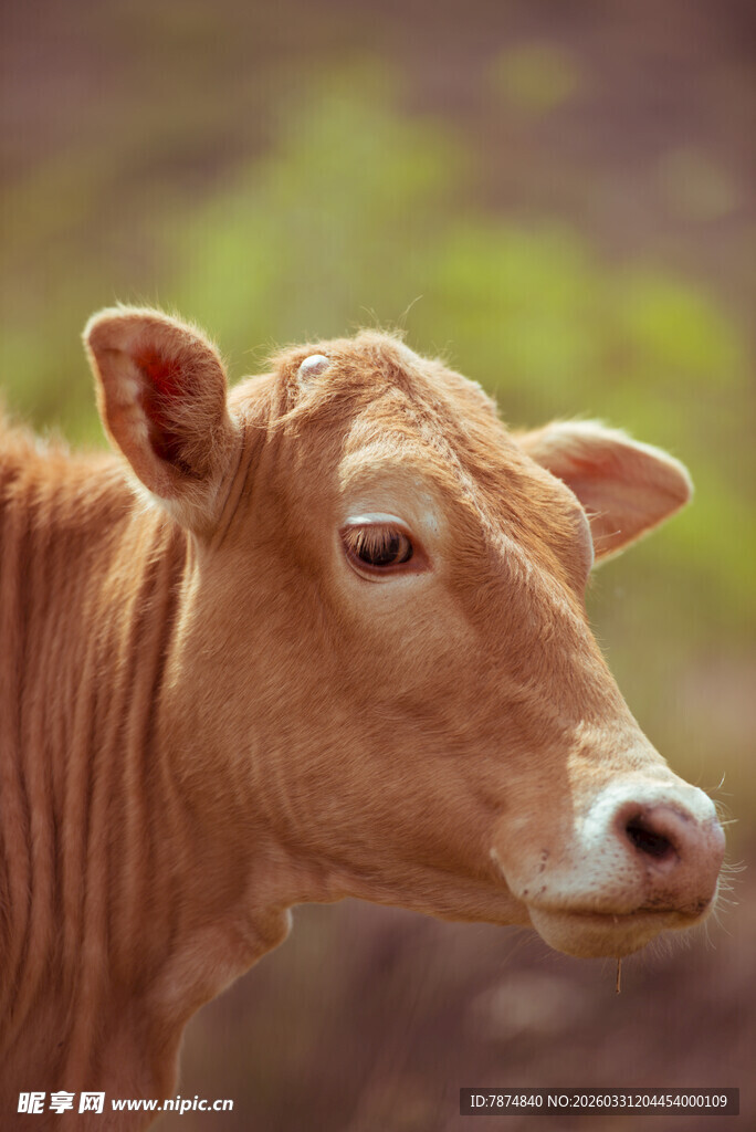 棕色小牛特写