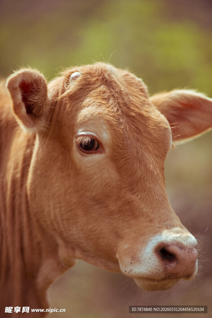 棕色小牛特写