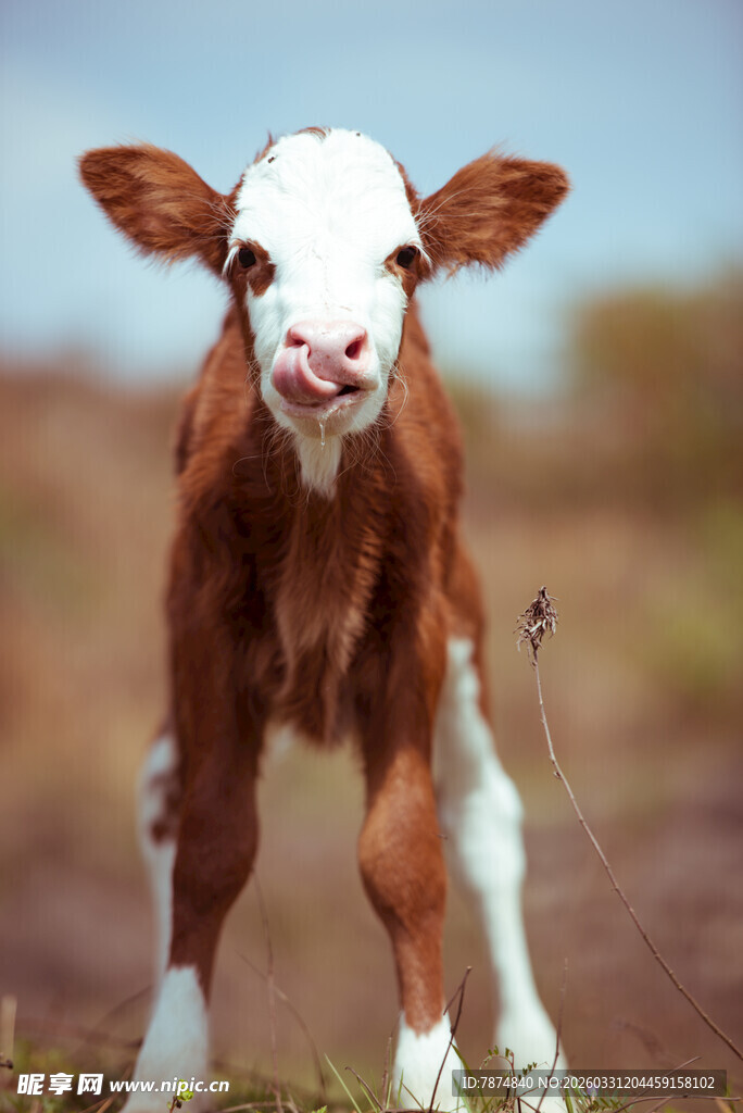 可爱小牛站在草地上