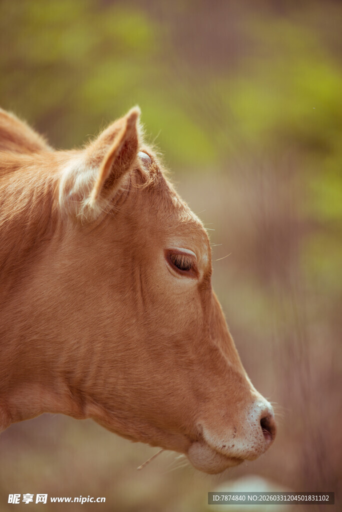 棕色牛的侧面特写