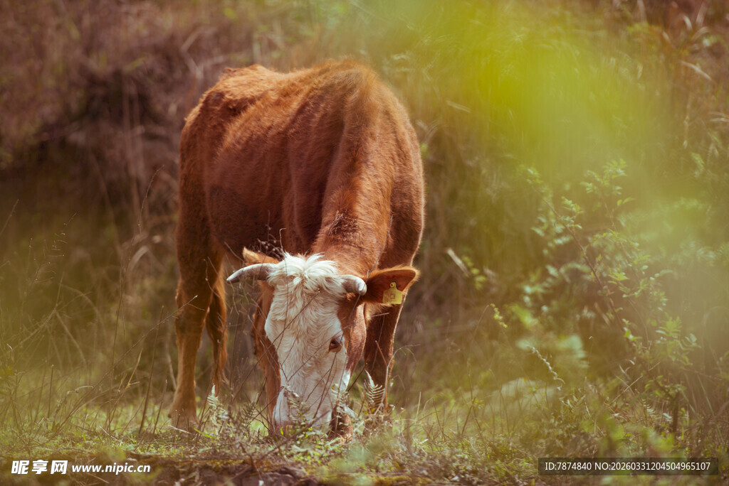 草地间低头吃草的棕牛