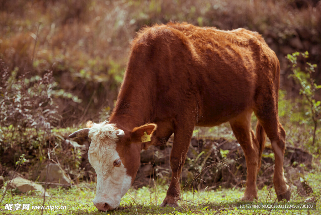 田园中低头吃草的棕色牛