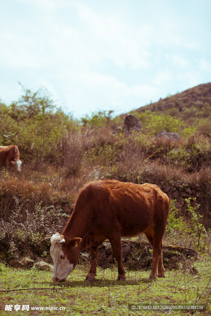草原上低头吃草的牛群
