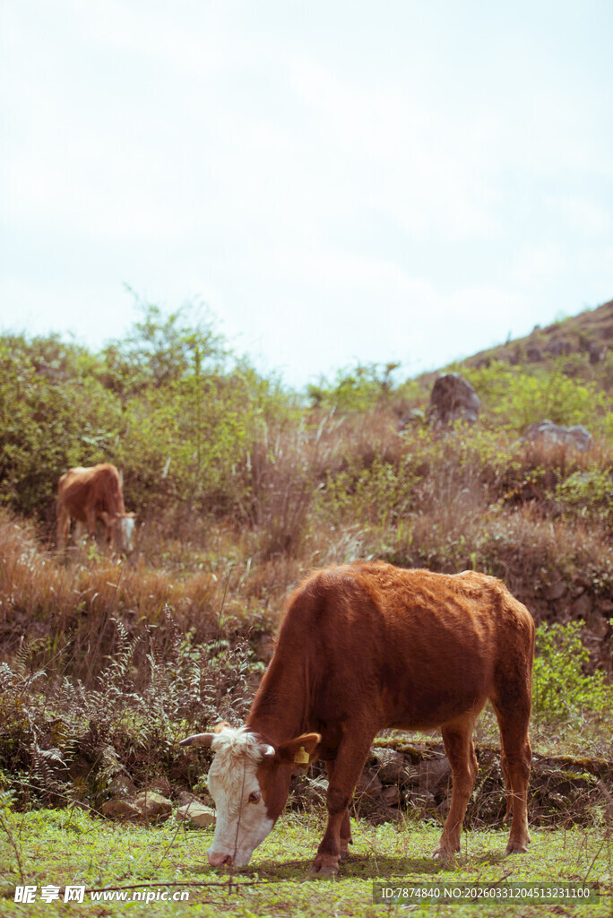 山坡上吃草的棕色牛群