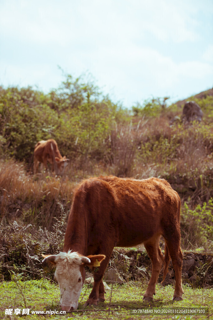 草原上的棕色牛在低头吃草