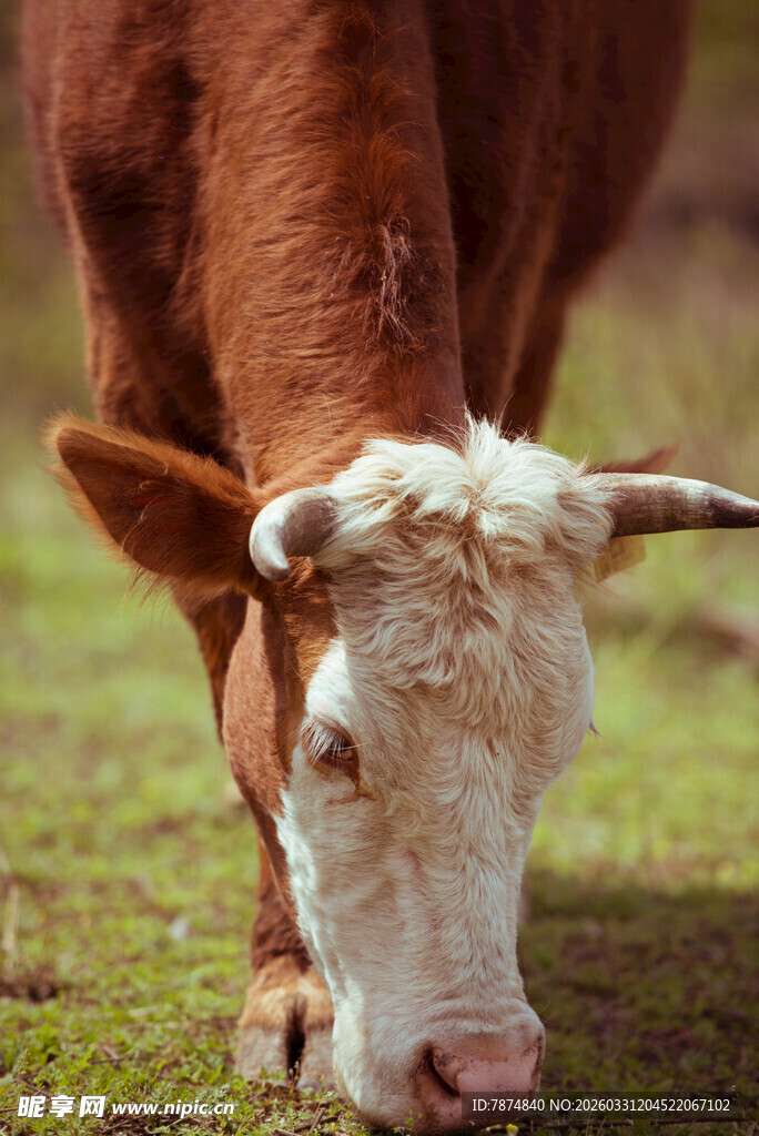 低头吃草的棕白花纹牛