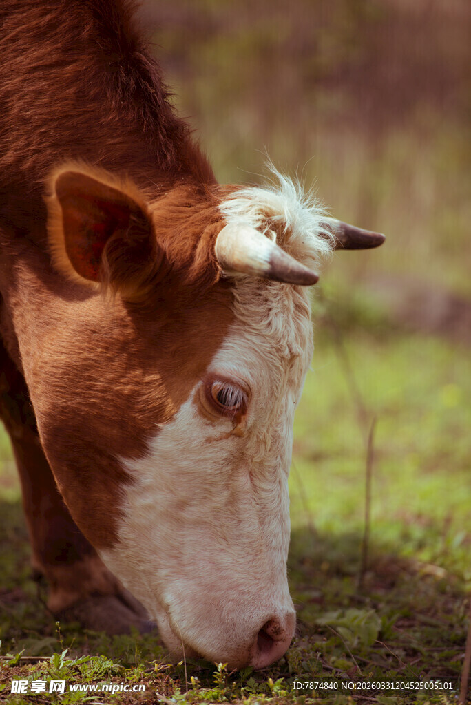 低头吃草的棕白花色小牛