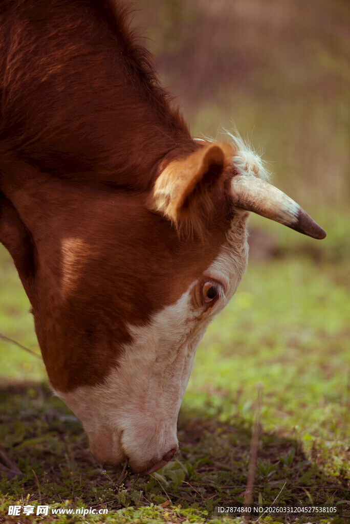 低头吃草的棕白相间的牛