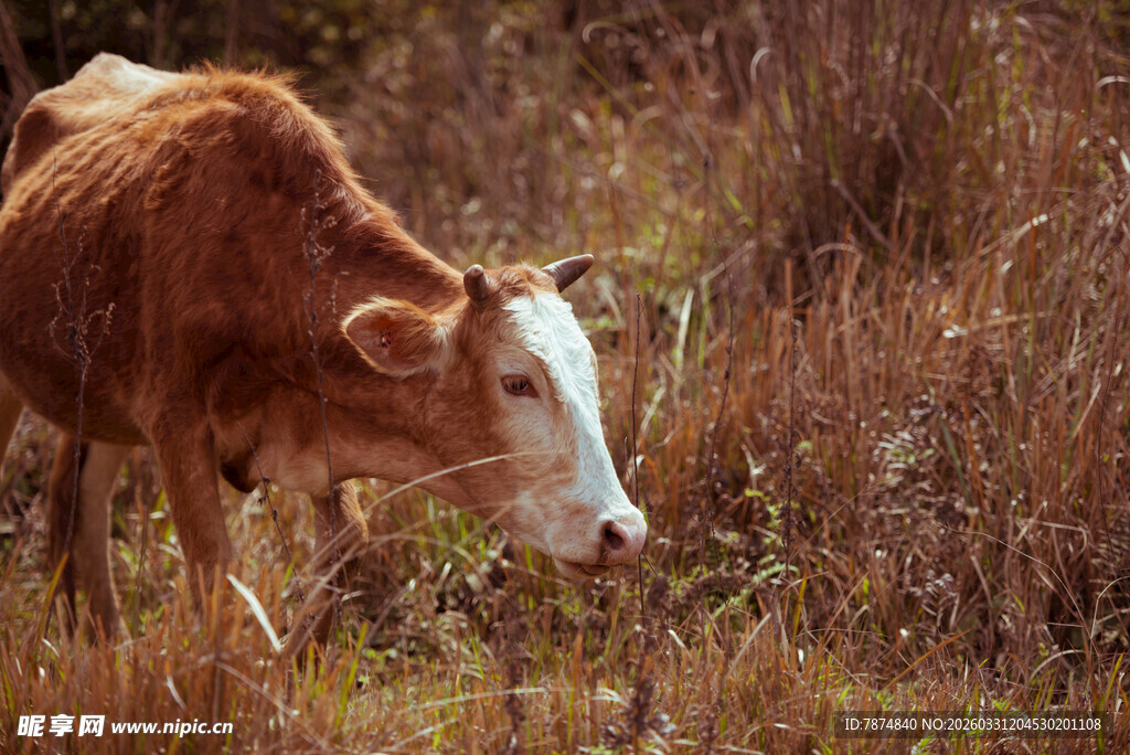 田野中低头吃草的牛