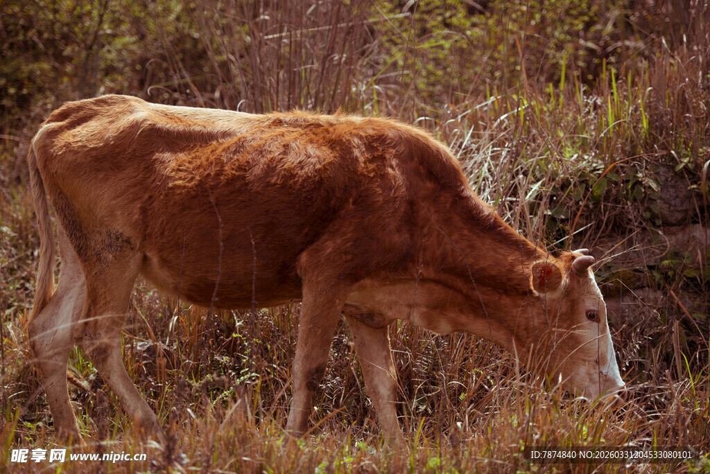 田野中低头吃草的棕色牛