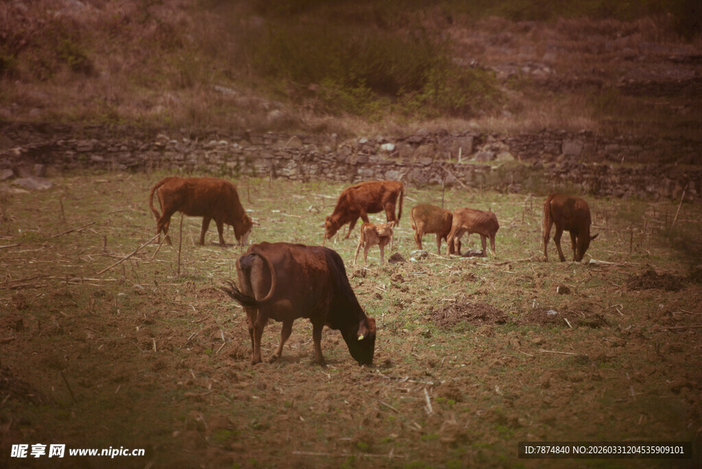 草原上的牛群悠然吃草