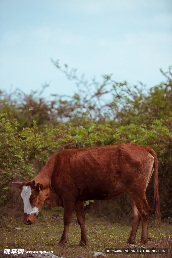 田野中低头站立的棕色牛
