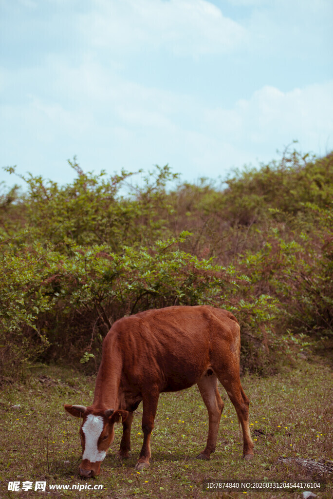 田野中低头吃草的棕色牛