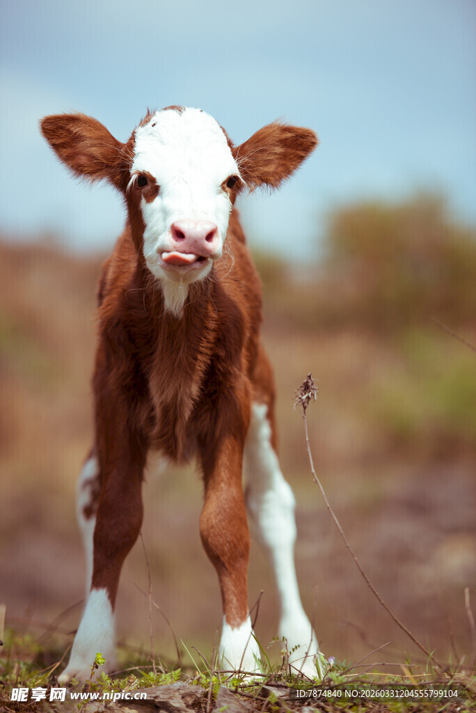 可爱小牛站立于草地