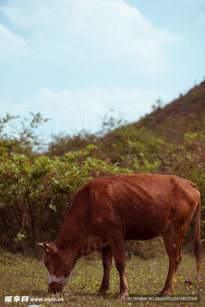 田野中低头吃草的棕牛