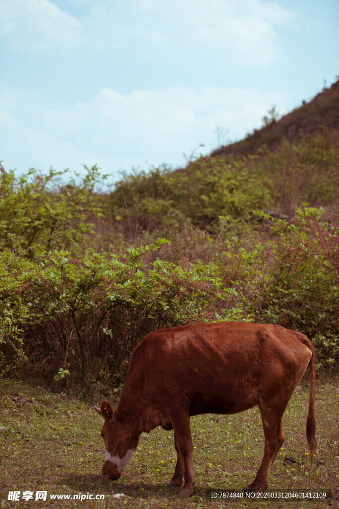 田野中低头吃草的棕色牛