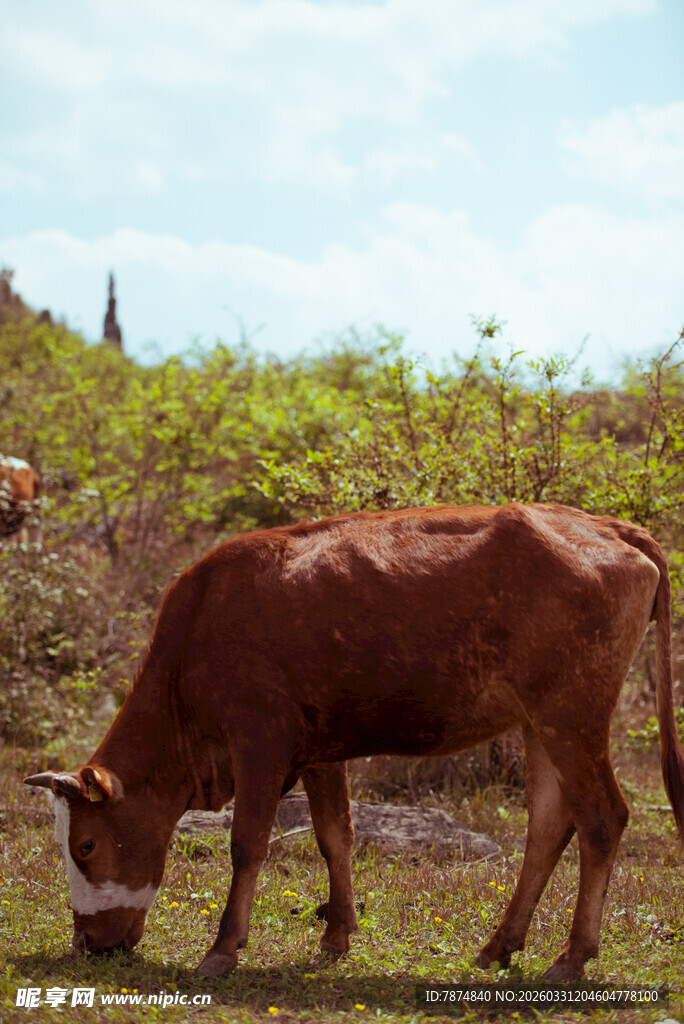 田野中低头吃草的棕色牛