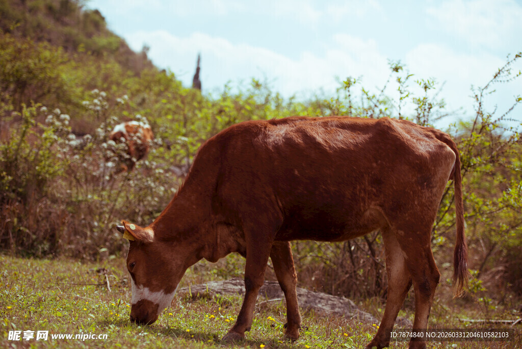 田园中低头吃草的棕色牛