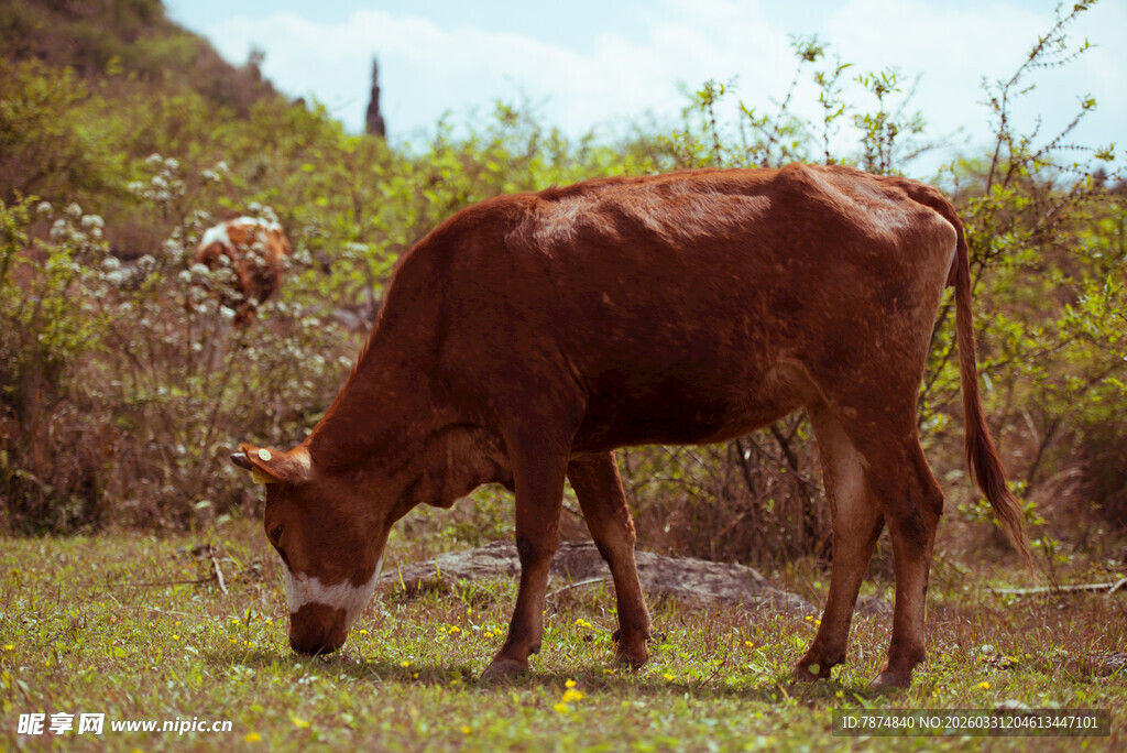 草地中低头吃草的棕色牛