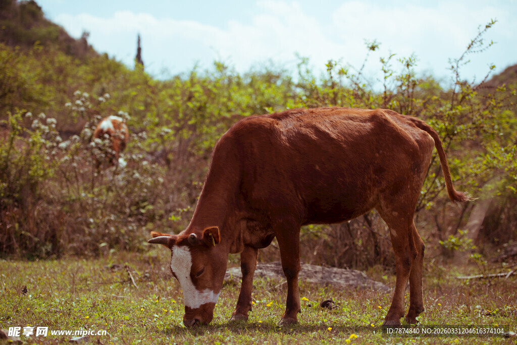田园中低头吃草的棕色牛