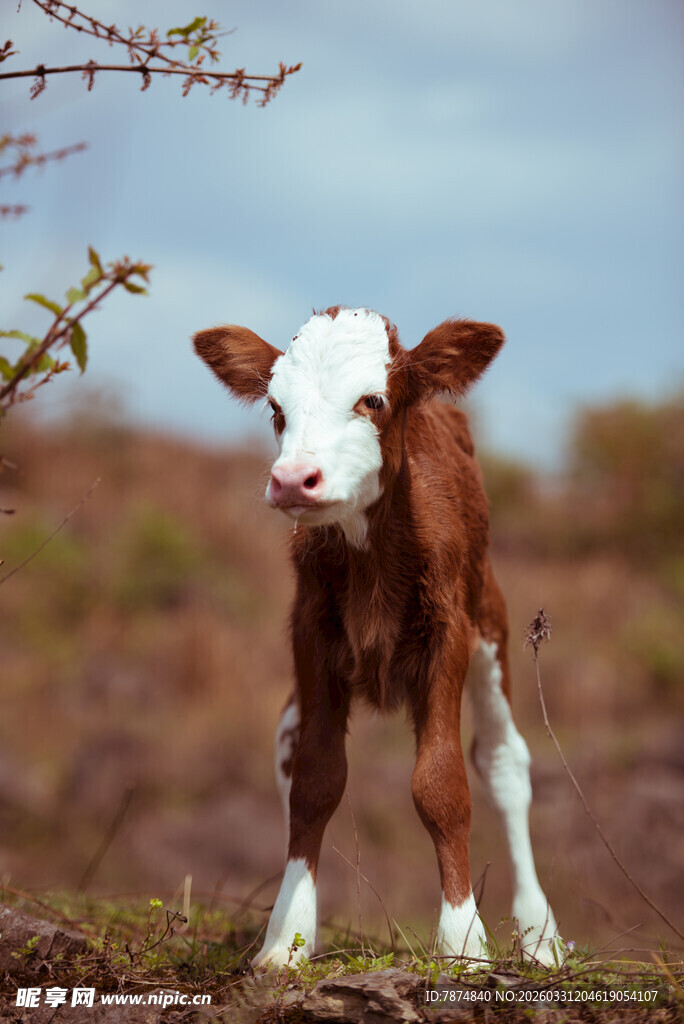 田野中的可爱小牛犊
