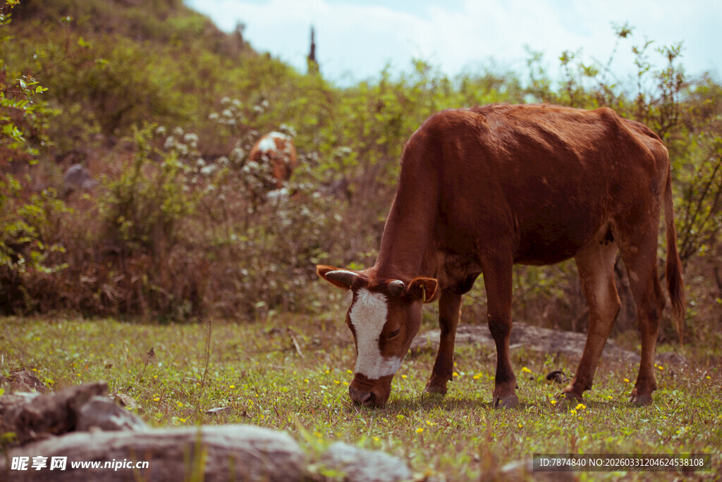 草地间低头吃草的棕色牛