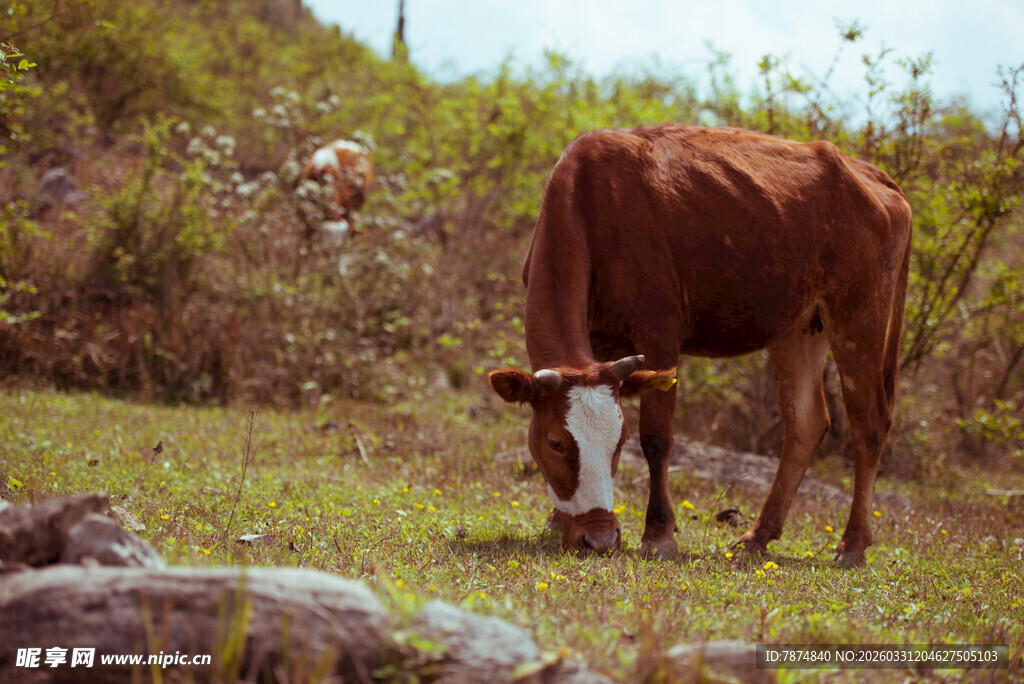 草地中低头吃草的棕色牛